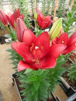 [5655 VZ H07 5609-03 Redstone No02.JPG]